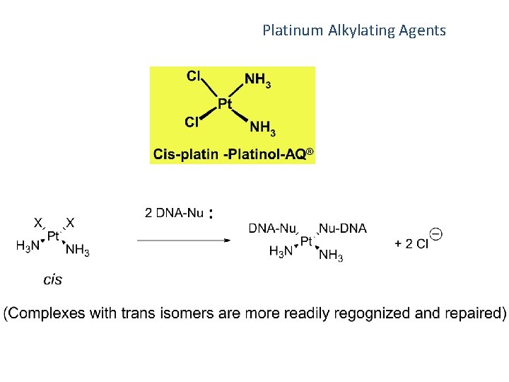 Platinum Alkylating Agents 
