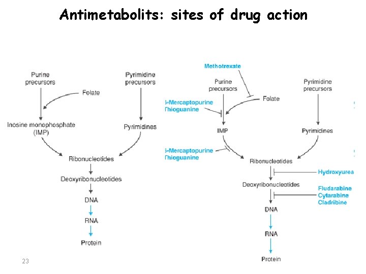 Antimetabolits: sites of drug action 23 