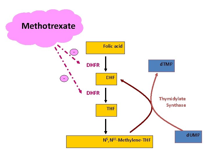 Methotrexate Folic acid _ d. TMP DHFR DHF _ DHFR THF N 5, N