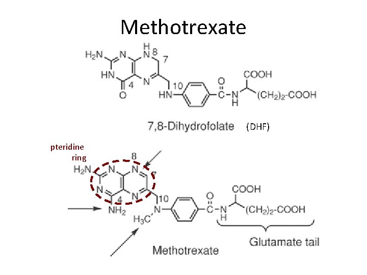 Methotrexate (DHF) pteridine ring 