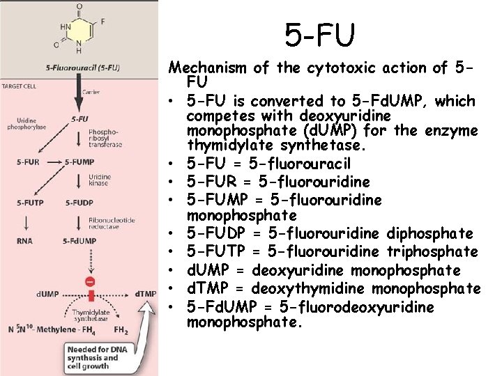 5 -FU Mechanism of the cytotoxic action of 5 FU • 5 -FU is