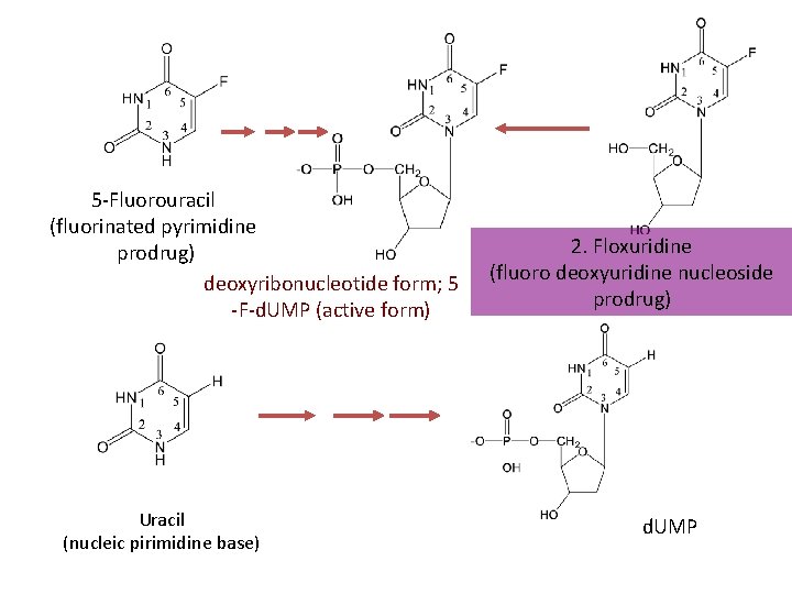 5 -Fluorouracil (fluorinated pyrimidine prodrug) deoxyribonucleotide form; 5 -F-d. UMP (active form) Uracil (nucleic