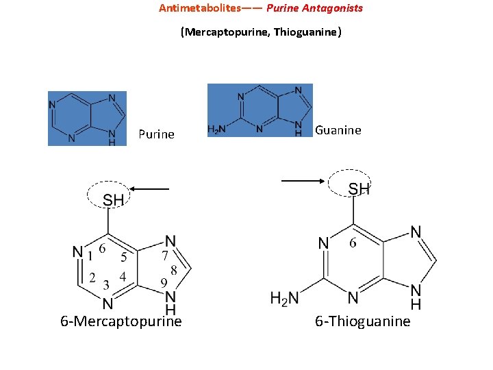 Antimetabolites—— Purine Antagonists (Mercaptopurine, Thioguanine) Purine 6 -Mercaptopurine Guanine 6 -Thioguanine 