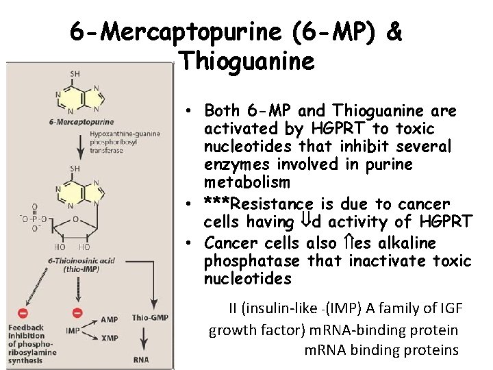 6 -Mercaptopurine (6 -MP) & Thioguanine • Both 6 -MP and Thioguanine are activated