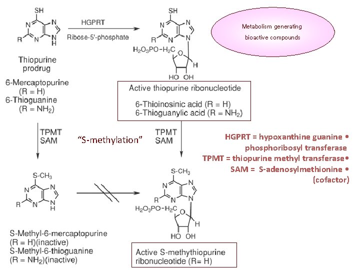 Metabolism generating bioactive compounds “S-methylation” HGPRT = hypoxanthine guanine • phosphoribosyl transferase TPMT =