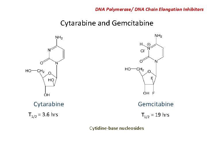 DNA Polymerase/ DNA Chain Elongation Inhibitors Cytarabine and Gemcitabine Cytarabine T 1/2 = 3.