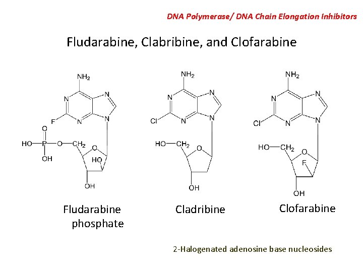 DNA Polymerase/ DNA Chain Elongation Inhibitors Fludarabine, Clabribine, and Clofarabine Fludarabine phosphate Cladribine Clofarabine