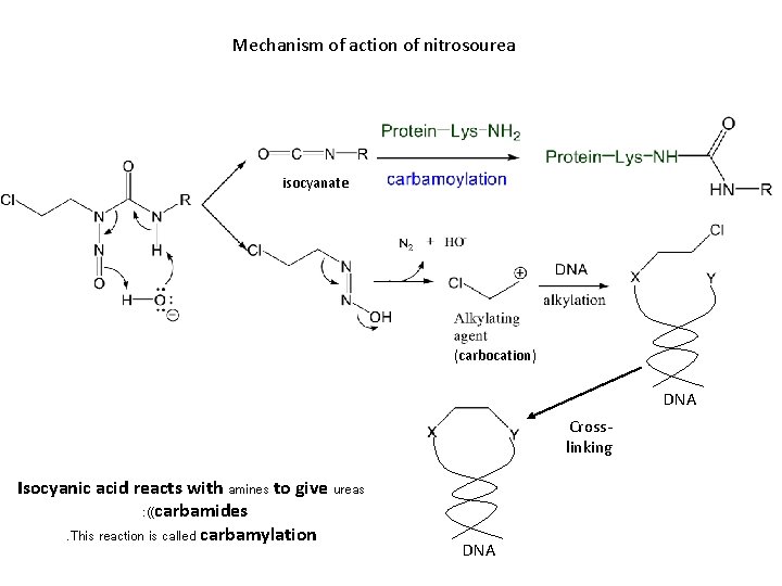 Mechanism of action of nitrosourea isocyanate (carbocation) DNA Crosslinking Isocyanic acid reacts with amines