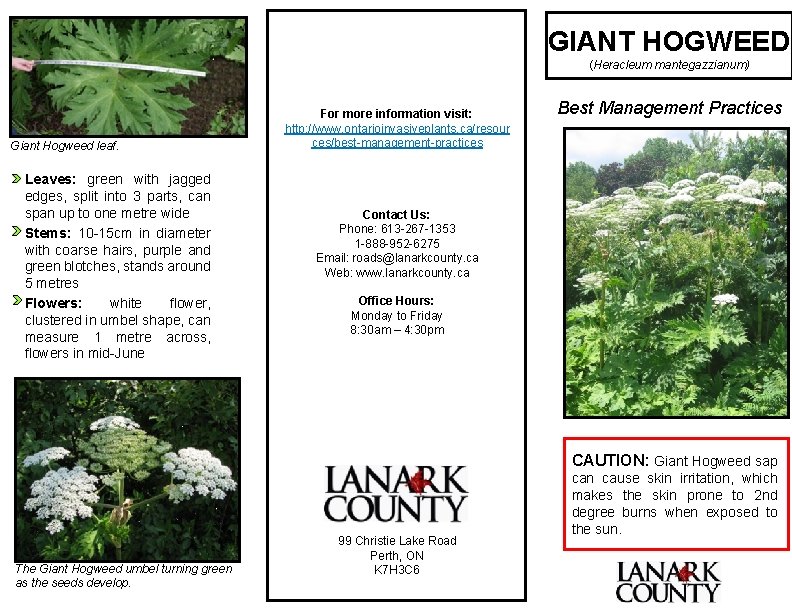 GIANT HOGWEED (Heracleum mantegazzianum) Giant Hogweed leaf. Leaves: green with jagged edges, split into