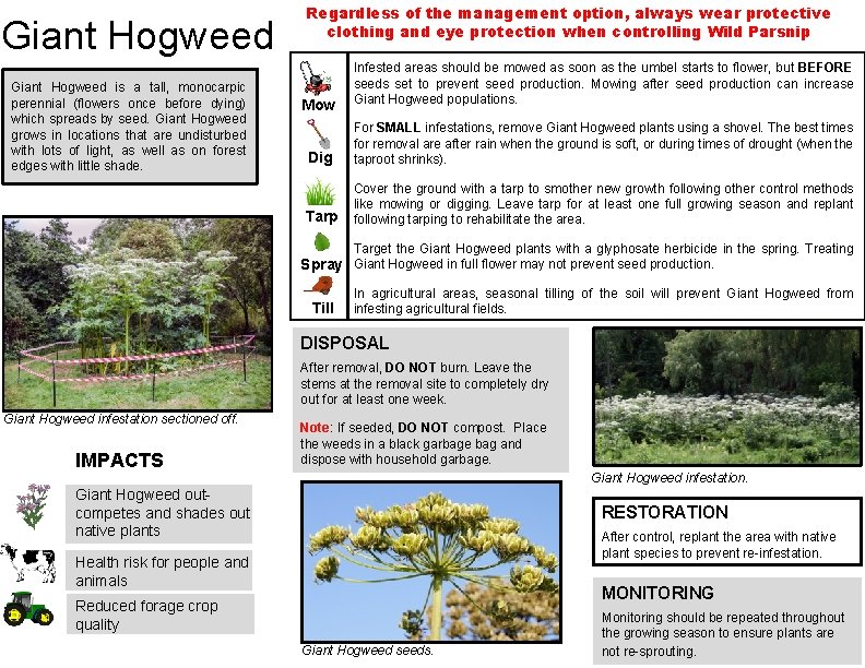 Giant Hogweed is a tall, monocarpic perennial (flowers once before dying) which spreads by