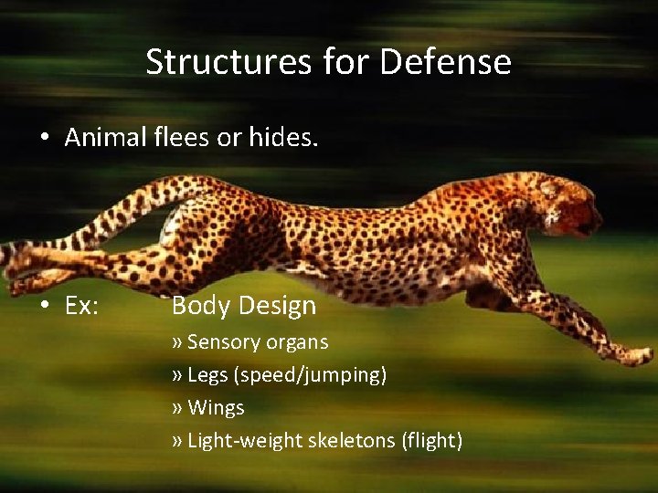 Structures for Defense • Animal flees or hides. • Ex: Body Design » Sensory