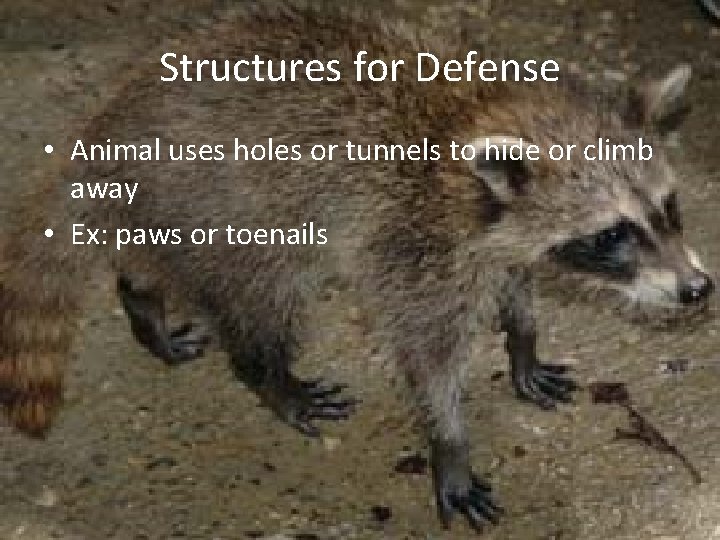 Structures for Defense • Animal uses holes or tunnels to hide or climb away