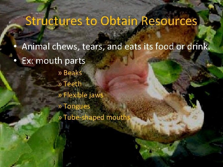 Structures to Obtain Resources • Animal chews, tears, and eats its food or drink.