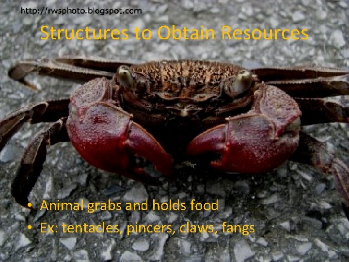 Structures to Obtain Resources • Animal grabs and holds food • Ex: tentacles, pincers,