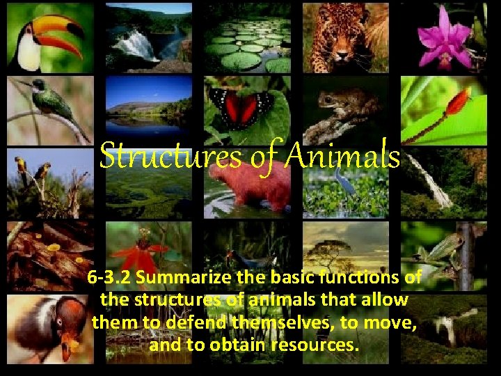 Structures of Animals 6 -3. 2 Summarize the basic functions of the structures of