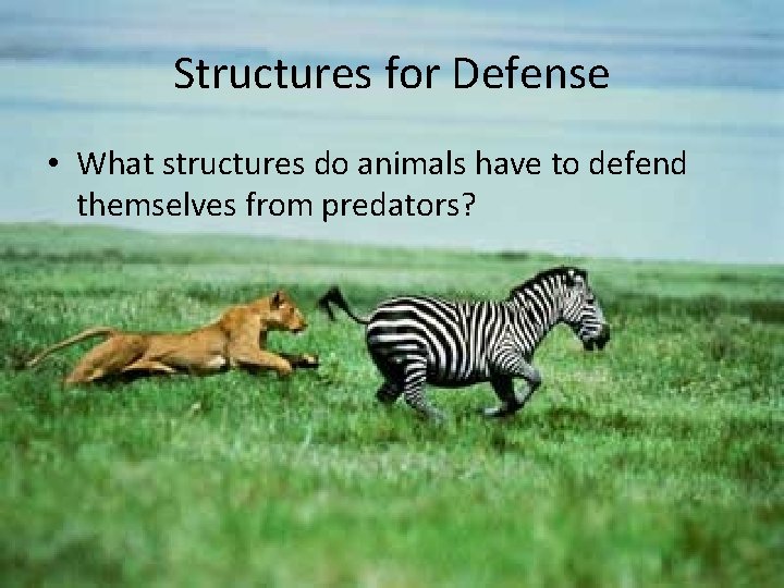 Structures for Defense • What structures do animals have to defend themselves from predators?