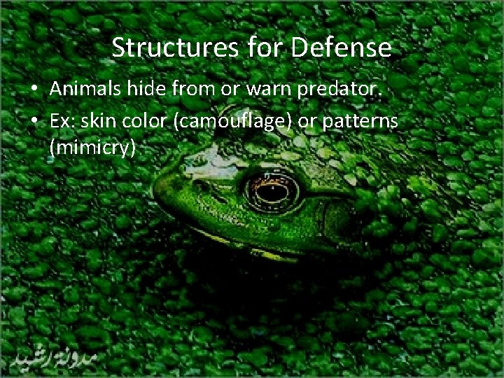 Structures for Defense • Animals hide from or warn predator. • Ex: skin color