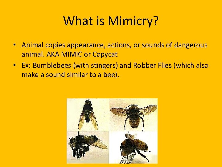 What is Mimicry? • Animal copies appearance, actions, or sounds of dangerous animal. AKA