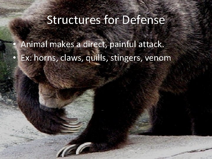 Structures for Defense • Animal makes a direct, painful attack. • Ex: horns, claws,