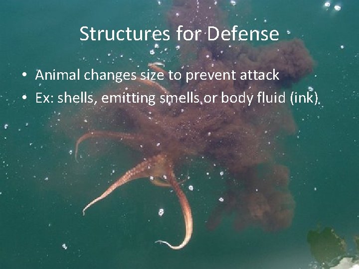 Structures for Defense • Animal changes size to prevent attack • Ex: shells, emitting
