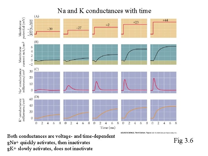Na and K conductances with time Both conductances are voltage- and time-dependent g. Na+