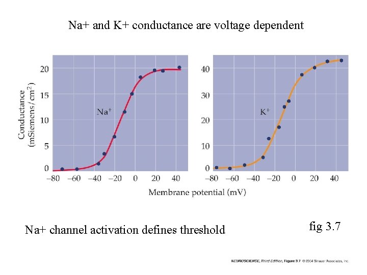 Na+ and K+ conductance are voltage dependent Na+ channel activation defines threshold fig 3.