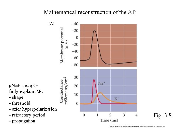 Mathematical reconstruction of the AP g. Na+ and g. K+ fully explain AP: -