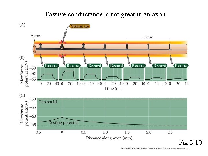Passive conductance is not great in an axon Fig 3. 10 