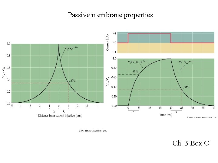 Passive membrane properties Ch. 3 Box C 