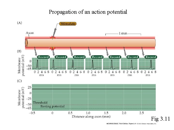 Propagation of an action potential Fig 3. 11 