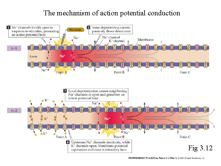 The mechanism of action potential conduction Fig 3. 12 