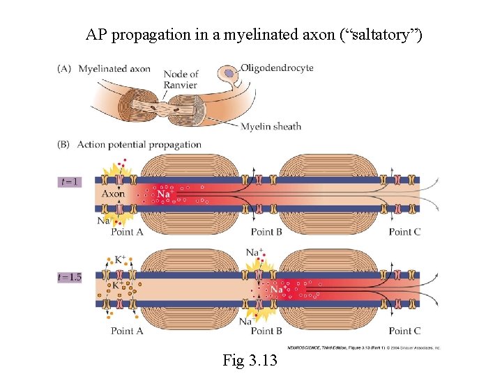 AP propagation in a myelinated axon (“saltatory”) Fig 3. 13 