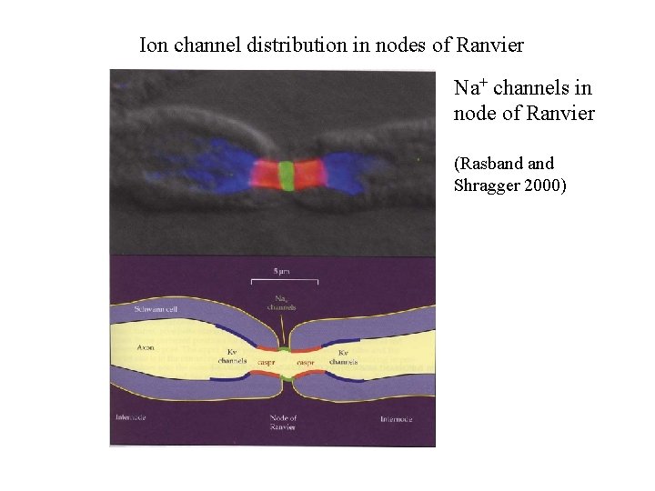 Ion channel distribution in nodes of Ranvier Na+ channels in node of Ranvier (Rasband