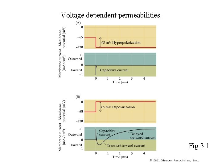 Voltage dependent permeabilities. Fig 3. 1 