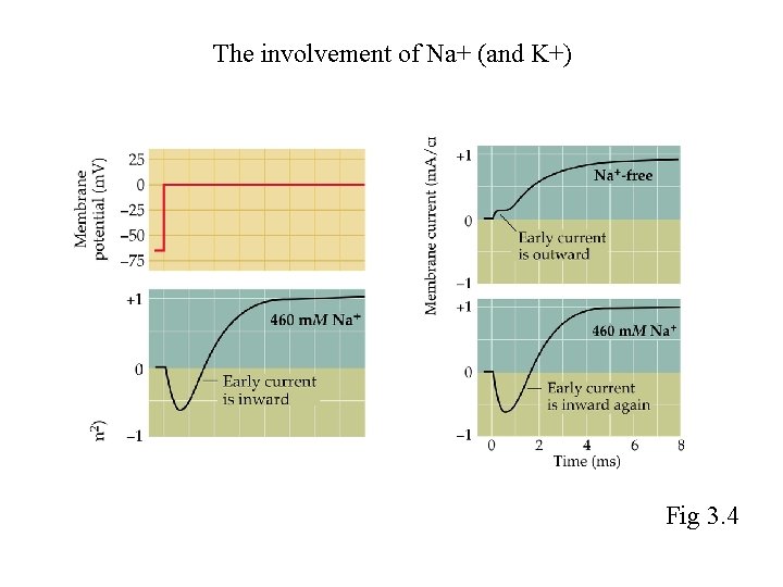 The involvement of Na+ (and K+) Fig 3. 4 