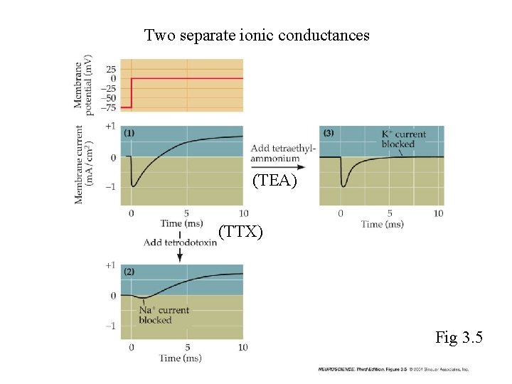 Two separate ionic conductances (TEA) (TTX) Fig 3. 5 