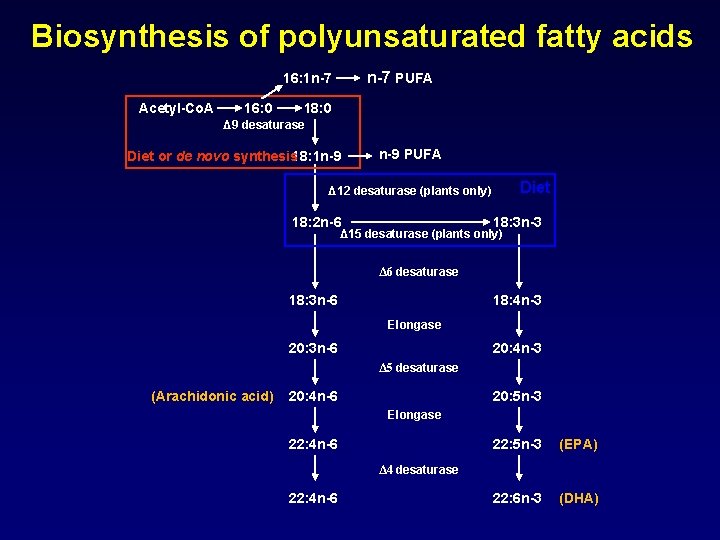 Biosynthesis of polyunsaturated fatty acids n-7 PUFA 16: 1 n-7 Acetyl-Co. A 16: 0