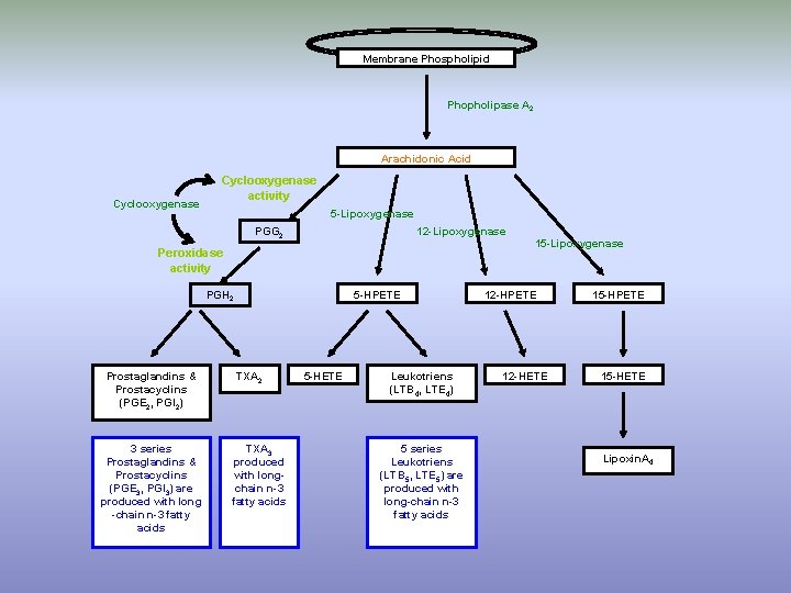 Membrane Phospholipid Phopholipase A 2 Arachidonic Acid Cyclooxygenase activity 5 -Lipoxygenase 12 -Lipoxygenase PGG