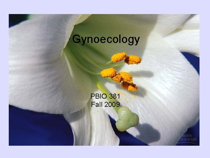 Gynoecology PBIO 381 Fall 2009 