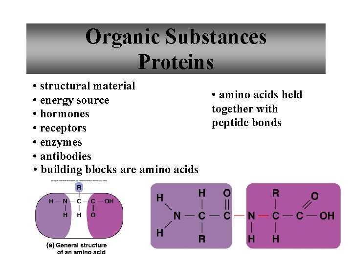 Organic Substances Proteins • structural material • energy source • hormones • receptors •