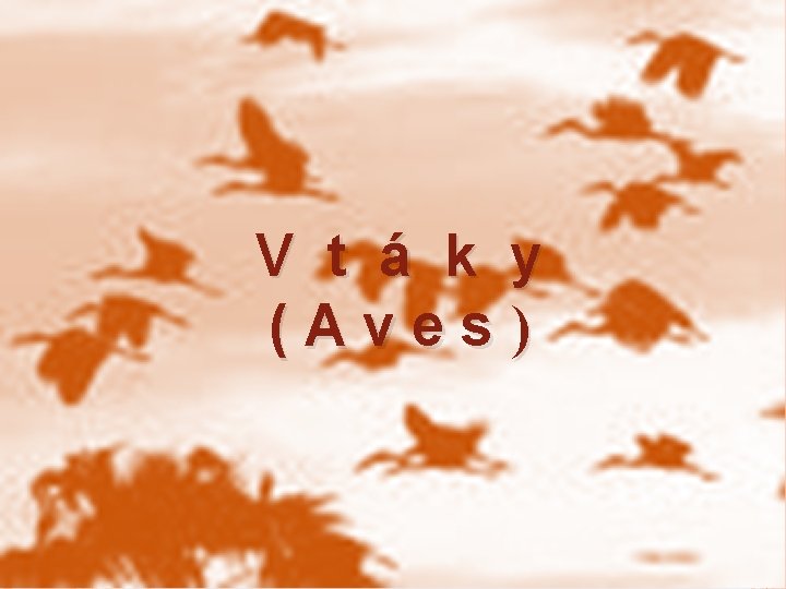 V t á k y (Aves) VTÁKY 