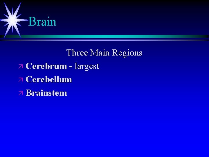 Brain Three Main Regions ä Cerebrum - largest ä Cerebellum ä Brainstem Brain Three Main Regions ä Cerebrum - largest ä Cerebellum ä Brainstem