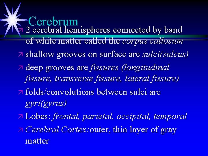 Cerebrum ä 2 cerebral hemispheres connected by band of white matter called the corpus Cerebrum ä 2 cerebral hemispheres connected by band of white matter called the corpus