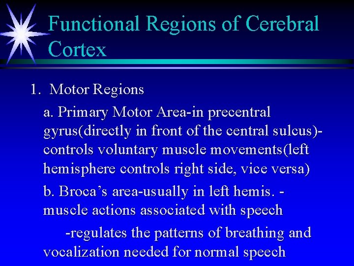 Functional Regions of Cerebral Cortex 1. Motor Regions a. Primary Motor Area-in precentral gyrus(directly Functional Regions of Cerebral Cortex 1. Motor Regions a. Primary Motor Area-in precentral gyrus(directly