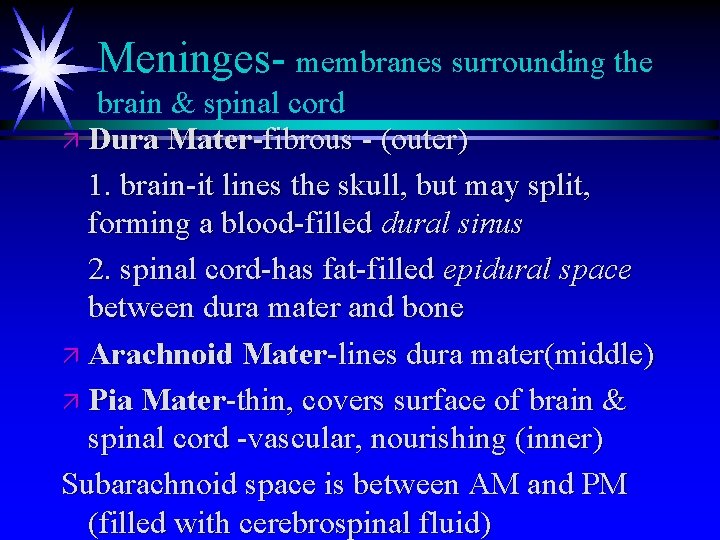 Meninges- membranes surrounding the brain & spinal cord ä Dura Mater-fibrous - (outer) 1. Meninges- membranes surrounding the brain & spinal cord ä Dura Mater-fibrous - (outer) 1.