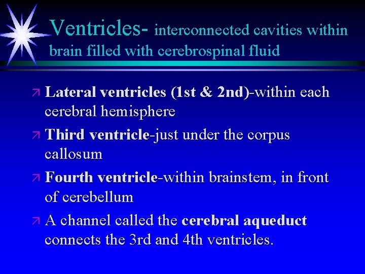 Ventricles- interconnected cavities within brain filled with cerebrospinal fluid ä Lateral ventricles (1 st Ventricles- interconnected cavities within brain filled with cerebrospinal fluid ä Lateral ventricles (1 st