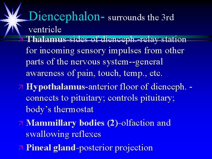 Diencephalon- surrounds the 3 rd ventricle ä Thalamus-sides of dienceph. -relay station for incoming Diencephalon- surrounds the 3 rd ventricle ä Thalamus-sides of dienceph. -relay station for incoming