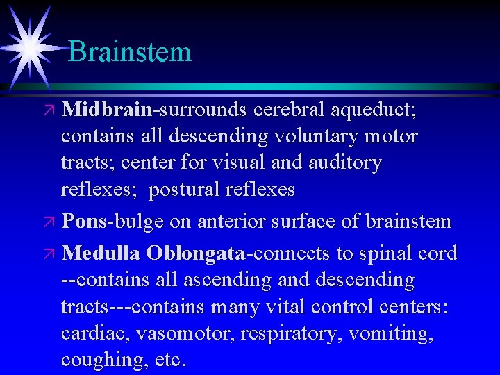 Brainstem ä Midbrain-surrounds cerebral aqueduct; contains all descending voluntary motor tracts; center for visual Brainstem ä Midbrain-surrounds cerebral aqueduct; contains all descending voluntary motor tracts; center for visual
