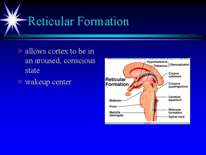 Reticular Formation ä ä allows cortex to be in an aroused, conscious state wakeup Reticular Formation ä ä allows cortex to be in an aroused, conscious state wakeup
