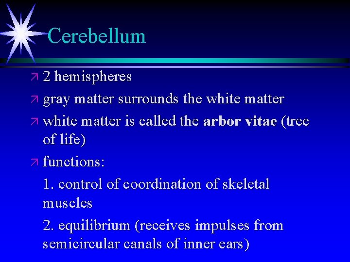 Cerebellum ä 2 hemispheres ä gray matter surrounds the white matter ä white matter Cerebellum ä 2 hemispheres ä gray matter surrounds the white matter ä white matter